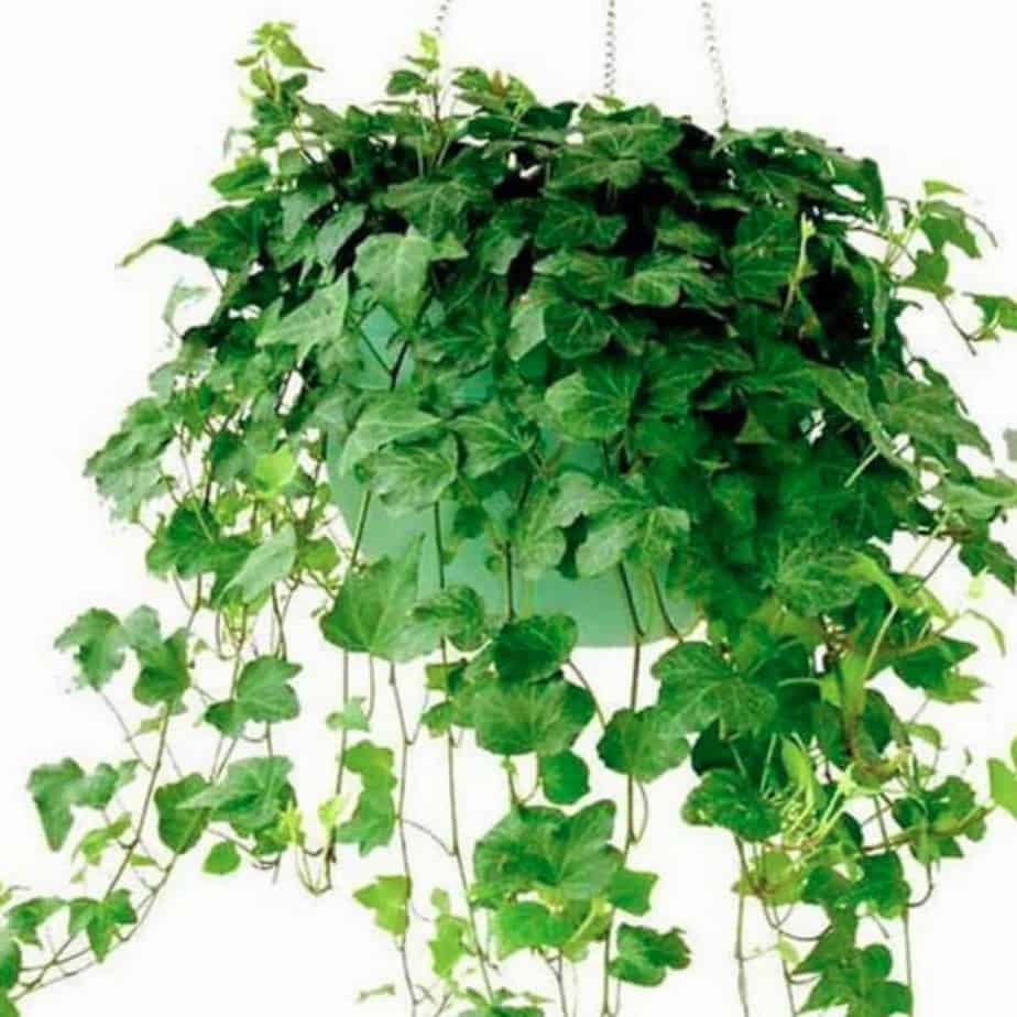 cây thường xuân giống treo rủ ban công hàng giống chuẩn