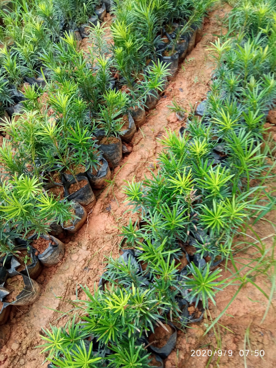 FREESHIP TỪ 50K - cây giống tùng la hán bonsai