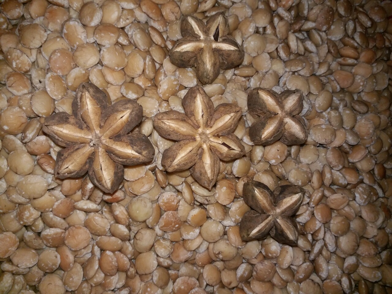 Nhân Hạt Sachi, nhân trắng Hạt Sachi 1kg sấy chín - vua các loại hạt. Nhân hạt Sachi rang chín làm bánh, làm nhân bánh, làm sữa, rang, làm bột, ăn chay, thực dưỡng