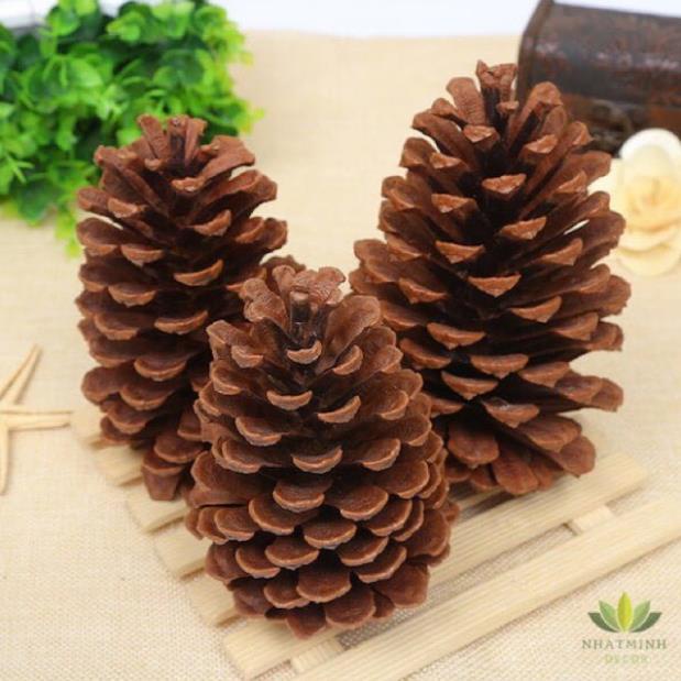 Quả thông khô đà lạt trang trí - hàng tuyển chọn từng trái - màu tự nhiên