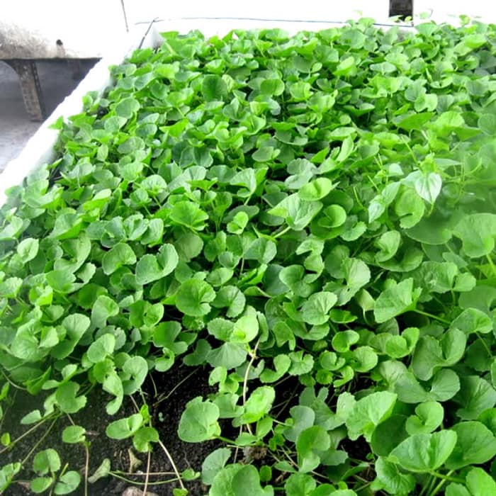 Hạt giống rau má pn - gói 1 gram