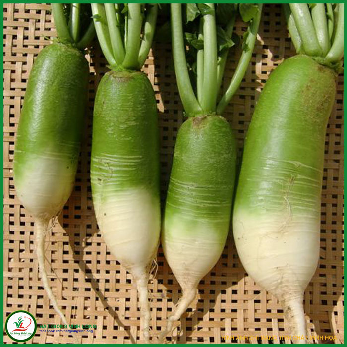 Hạt giống Củ cải xanh - Wasabi F1 TN 236 - 1g, hiệu Trang Nông chất lượng, nảy mầm cao