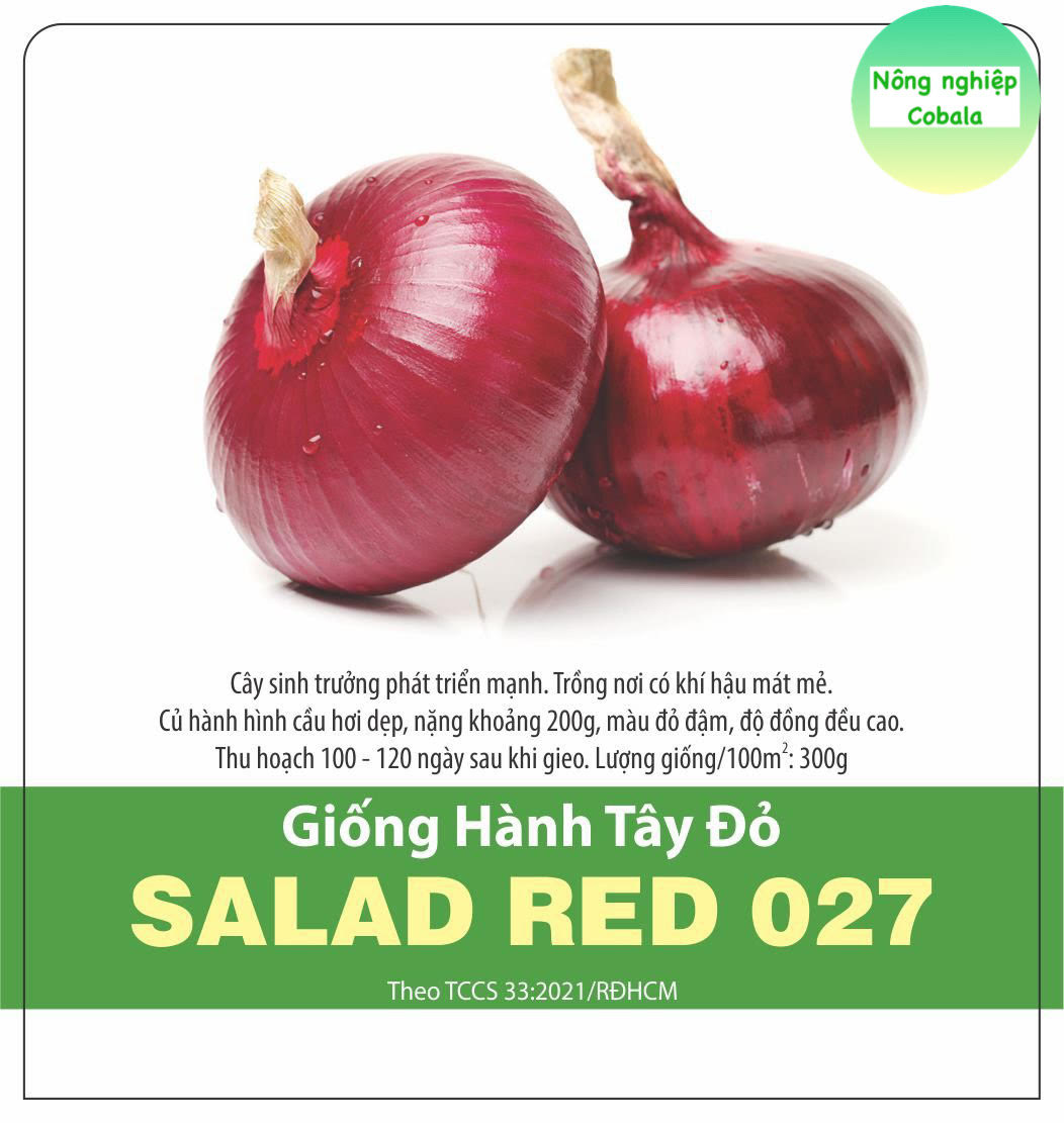 Hạt giống hành tây đỏ