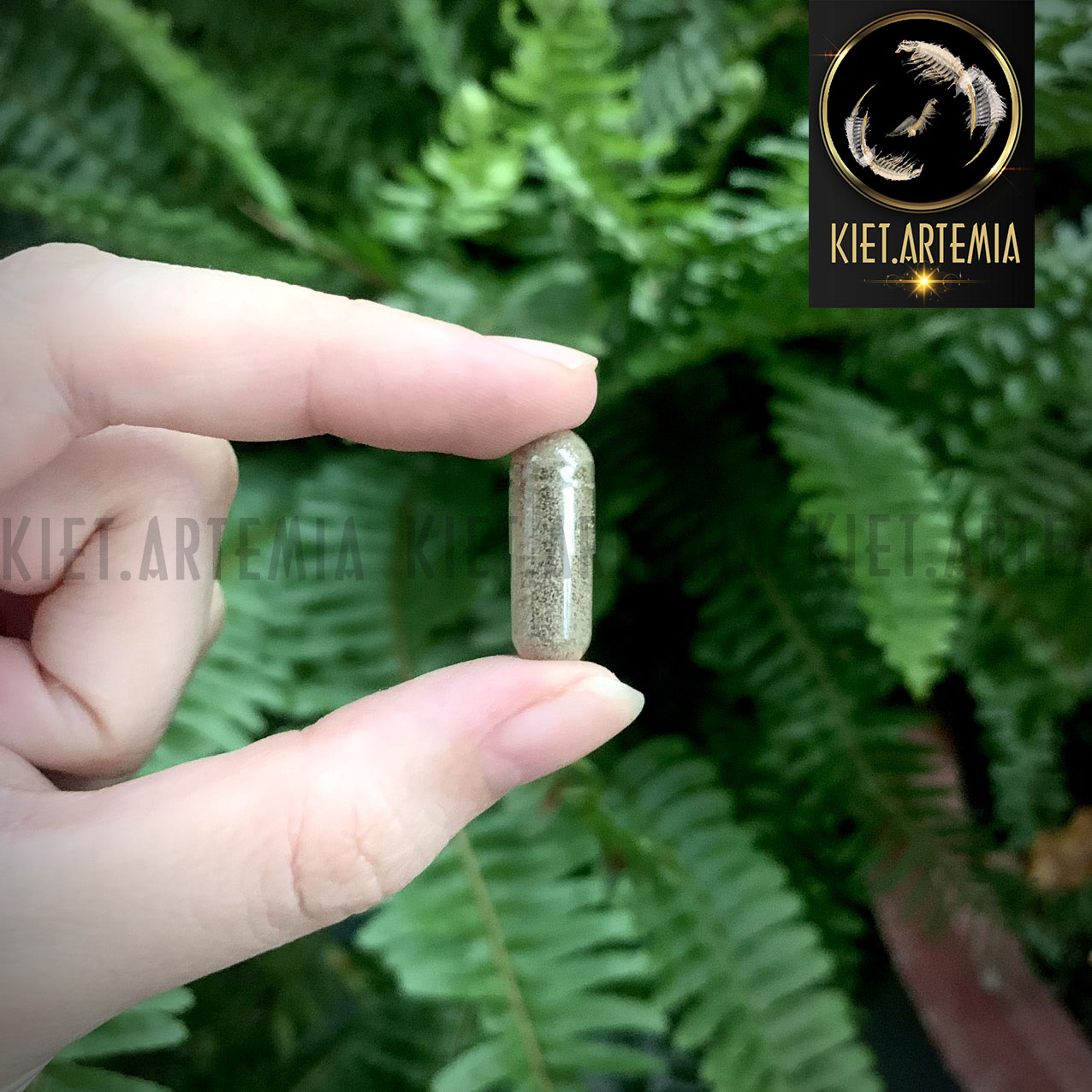 Artemia Nước Ngọt - Tỉ Lệ Nở Cao