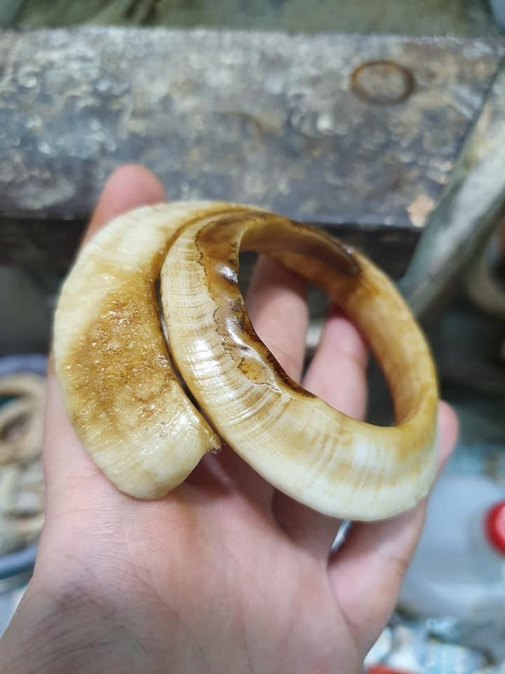 vòng tay nanh heo