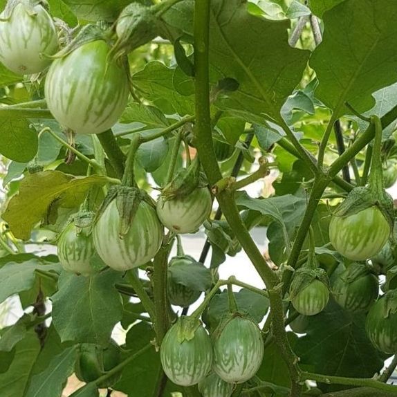 Hạt giống cà ngọt lai sai trái