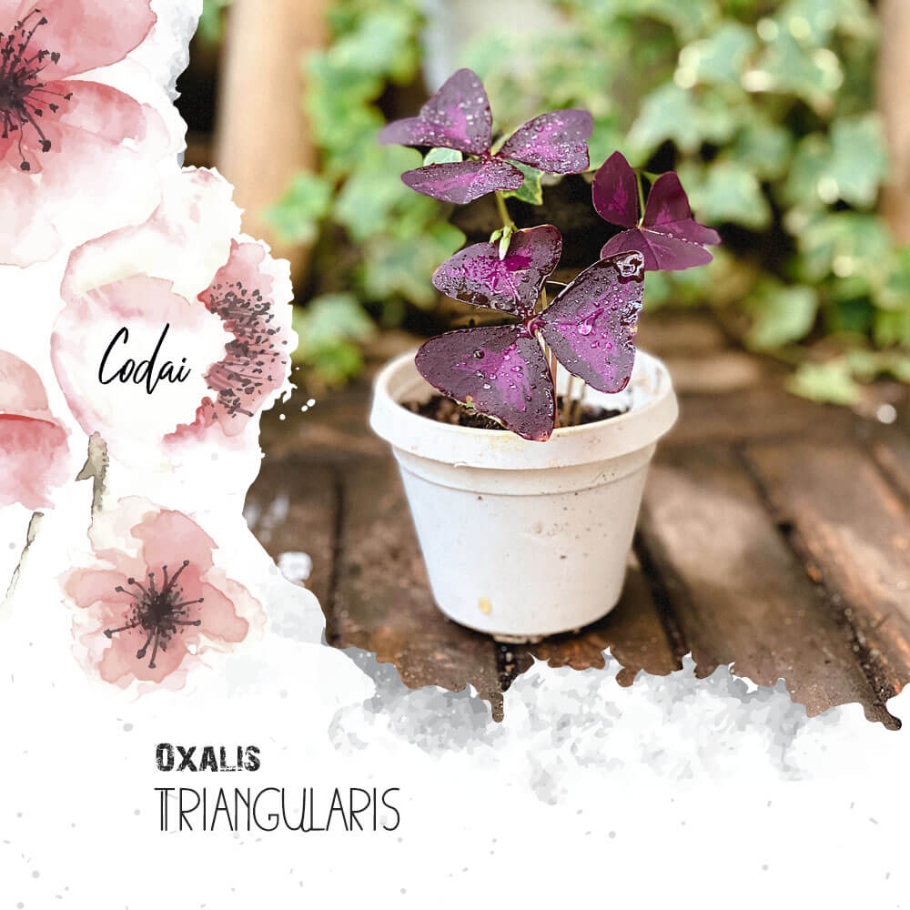Cây Oxalis Triangularis 1 củ nhiều thân chậu nhựa