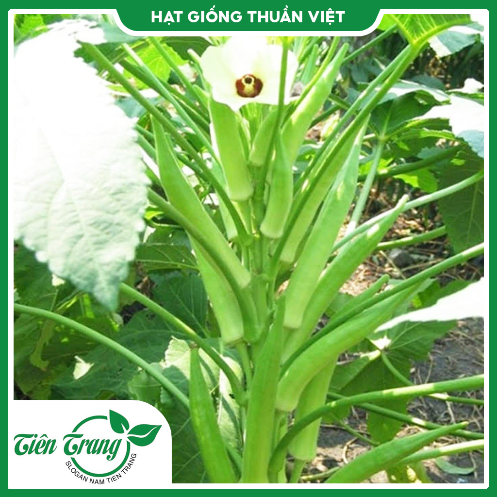 Hạt giống đậu bắp xanh ấn độ tn