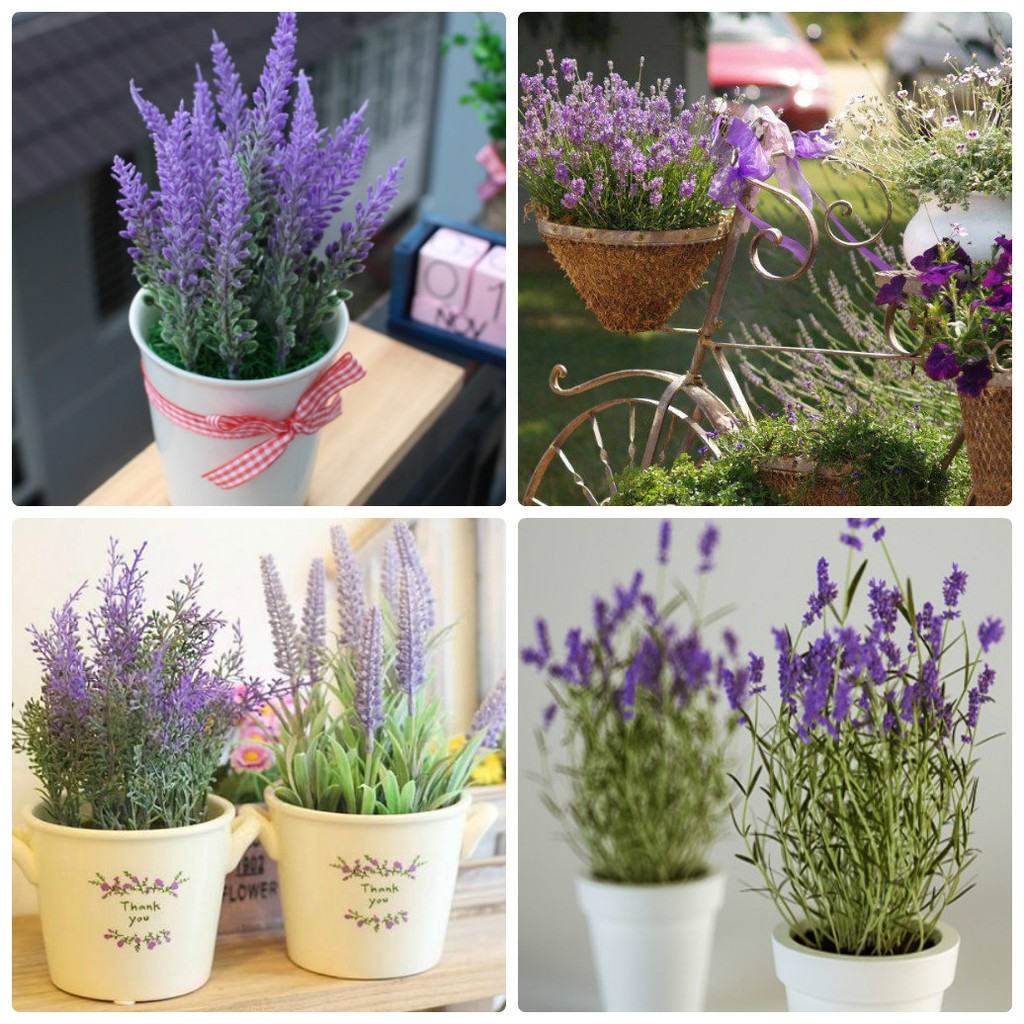 Hạt Giống Hoa Oải Hương ( Lavender 100 hạt)