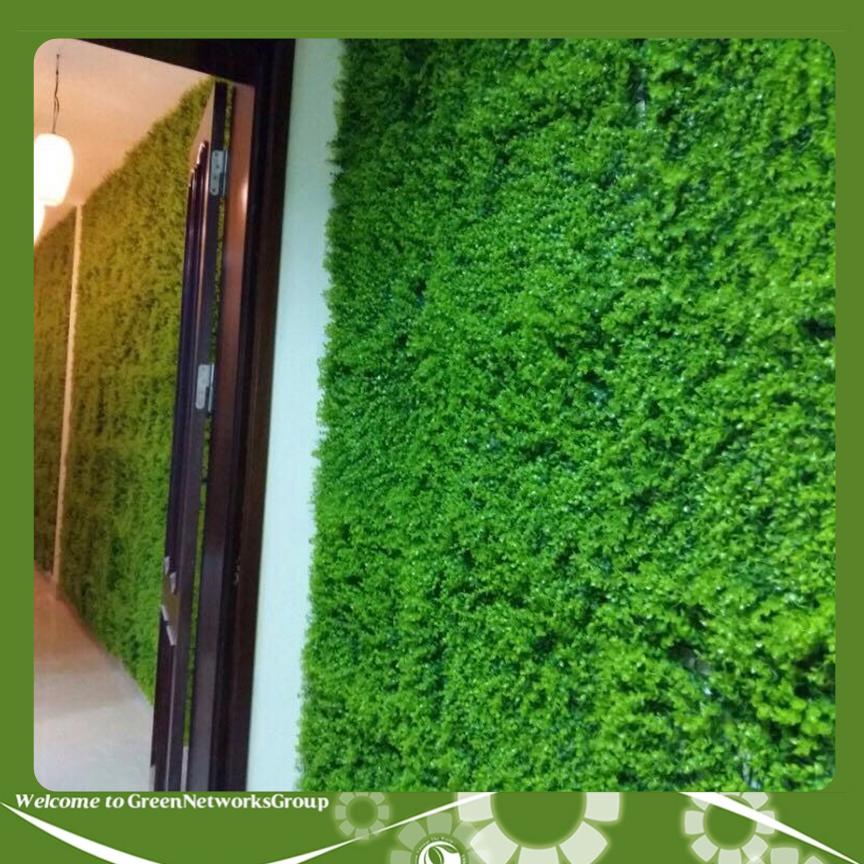Cỏ tai chuột giá rẻ - trang trí tường