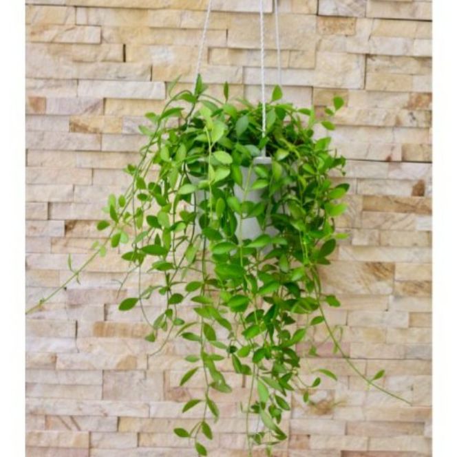 [HCM]Cây lan hạt dưa mini