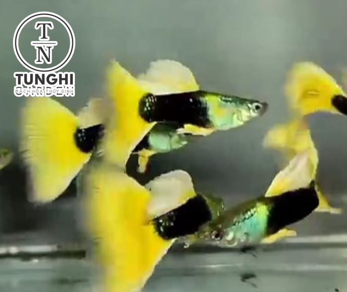 Combo 5 tặng 1 - HB Yellow guppy thủy sinh - Hoàn tiền khi gặp sự cố - tặng thức ăn - Tú Nghi Garden