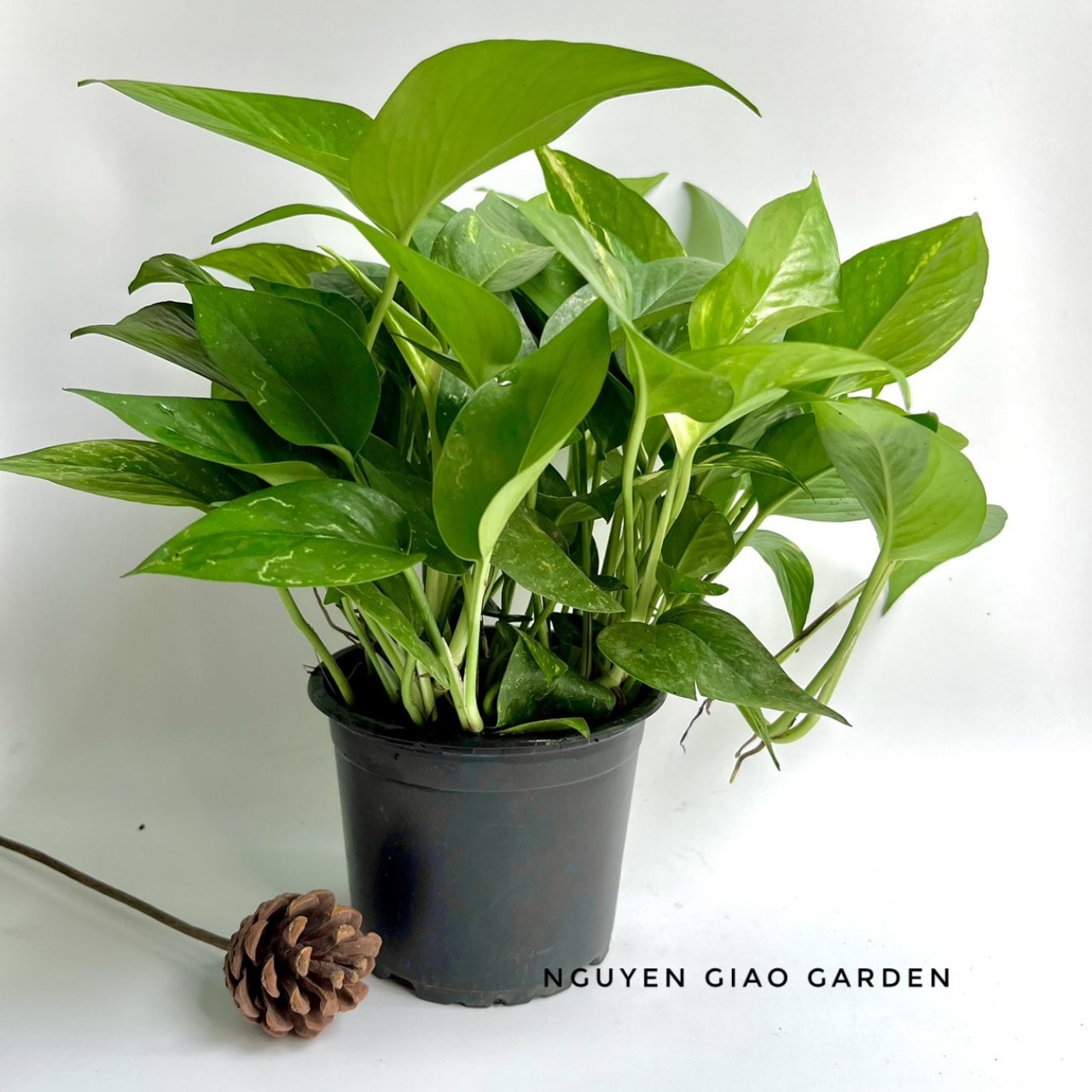 Cây Trầu Bà Xanh Chậu Nhựa