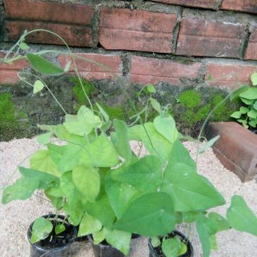 Sương Sâm Lông - Chậu Rau Dược Liệu  cây sương sâm, dây sâm lông, lá mối. Là loài dây leo, tuổi thọ hơn 10 năm. Mặt lá có hình trái tim với đặc trưng có lông để phân biệt với lá sương sâm trơn