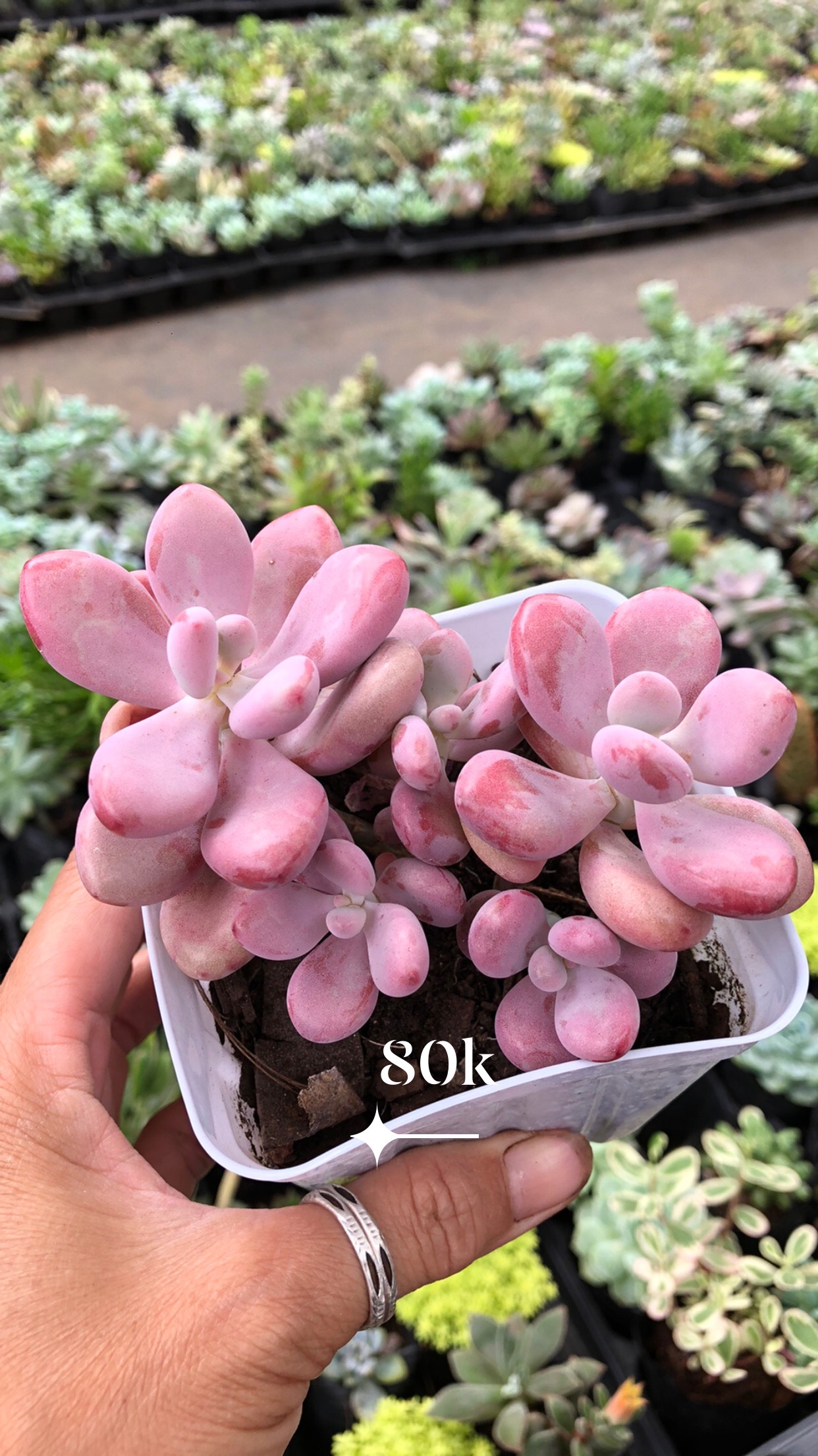 Sen đá Sỏi Hồng đẹp