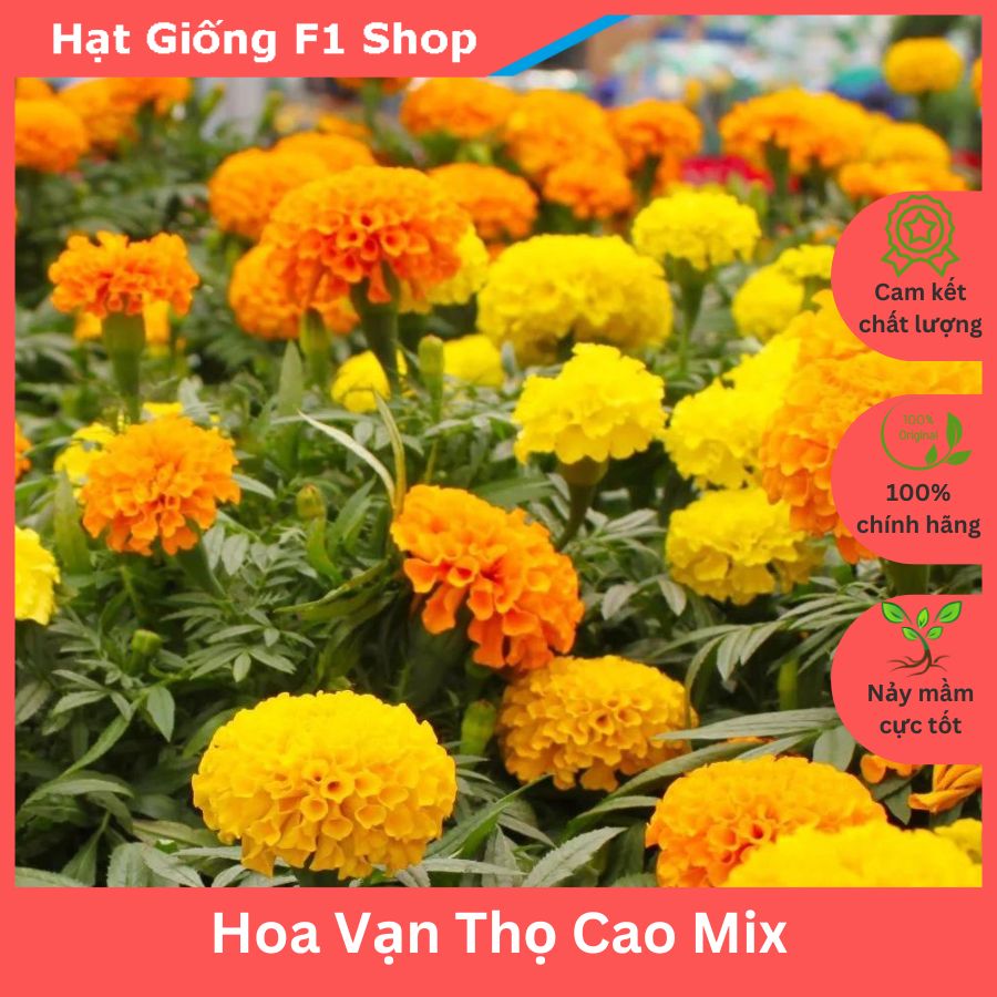 Hạt Giống Hoa Vạn Thọ Cao Nhiều Màu Rực Rỡ (036.F1)