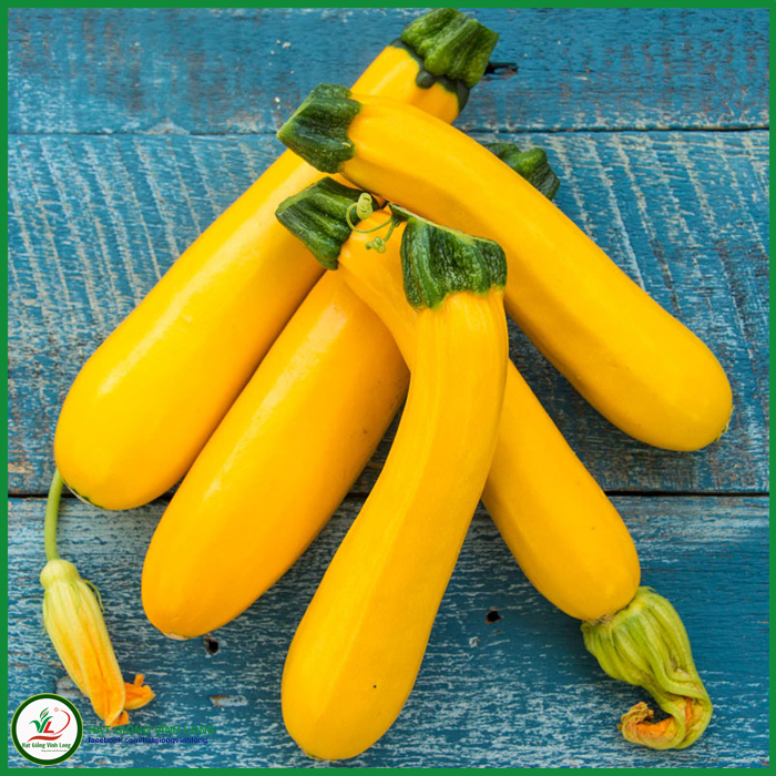 Hạt giống Bí Ngòi vàng Hàn Quốc F1 TN 288
