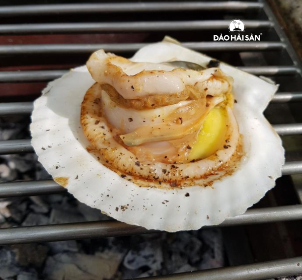 HCM - Sò Điệp Nhật nguyên con  1Kg