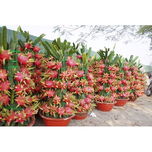 CÂY GIỐNG CÂY THANH LONG ĐỎ NGỌT LỊM