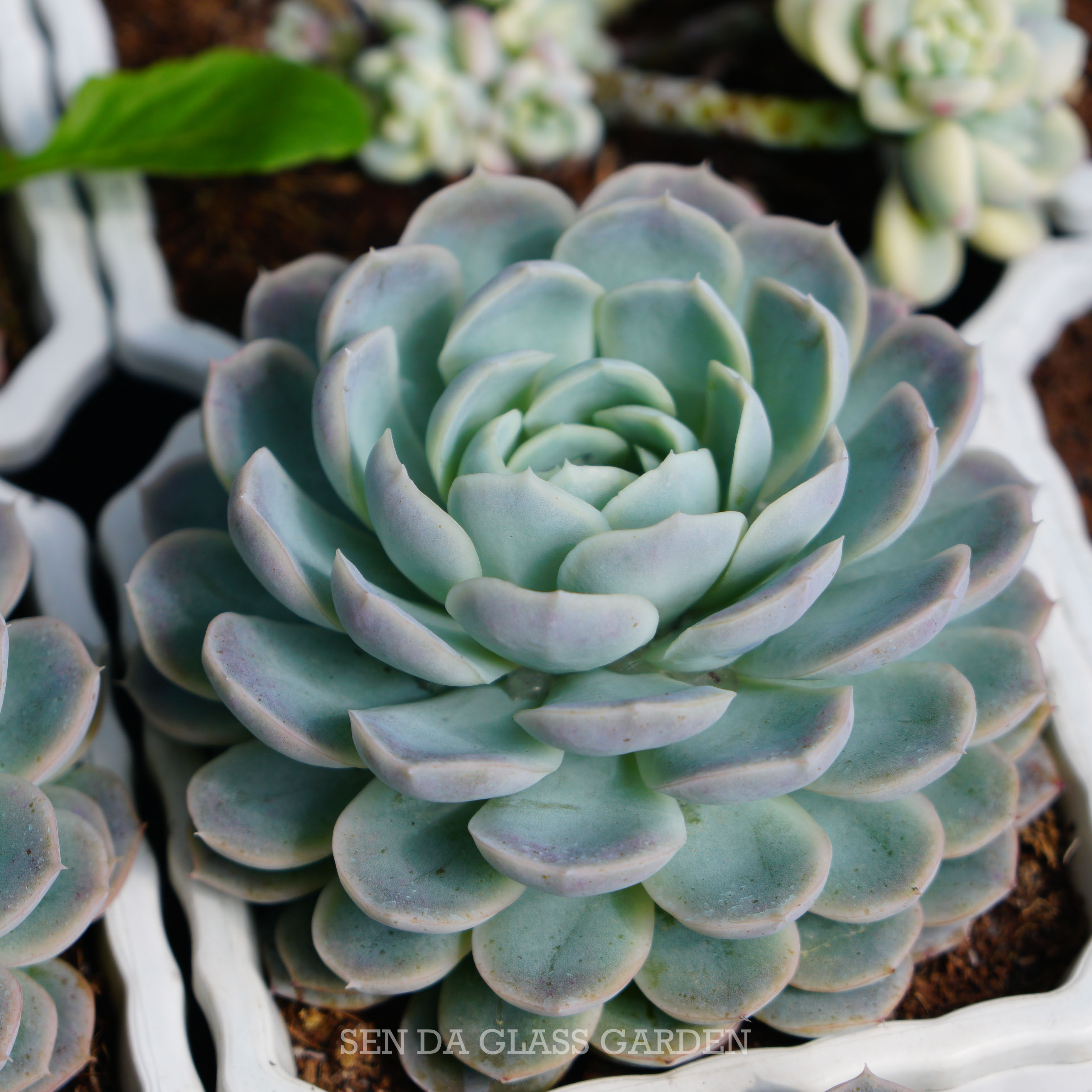 Sen Đá Móng tay trắng Đà Lạt chậu trung 10cm, Giá rẻ, khỏe, Lỗi 1 đổi 1