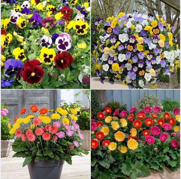 Combo 2 gói hạt giống hoa  - ( 1 gói hoa cúc đồng tiên và 1 gói hoa pansy mix )