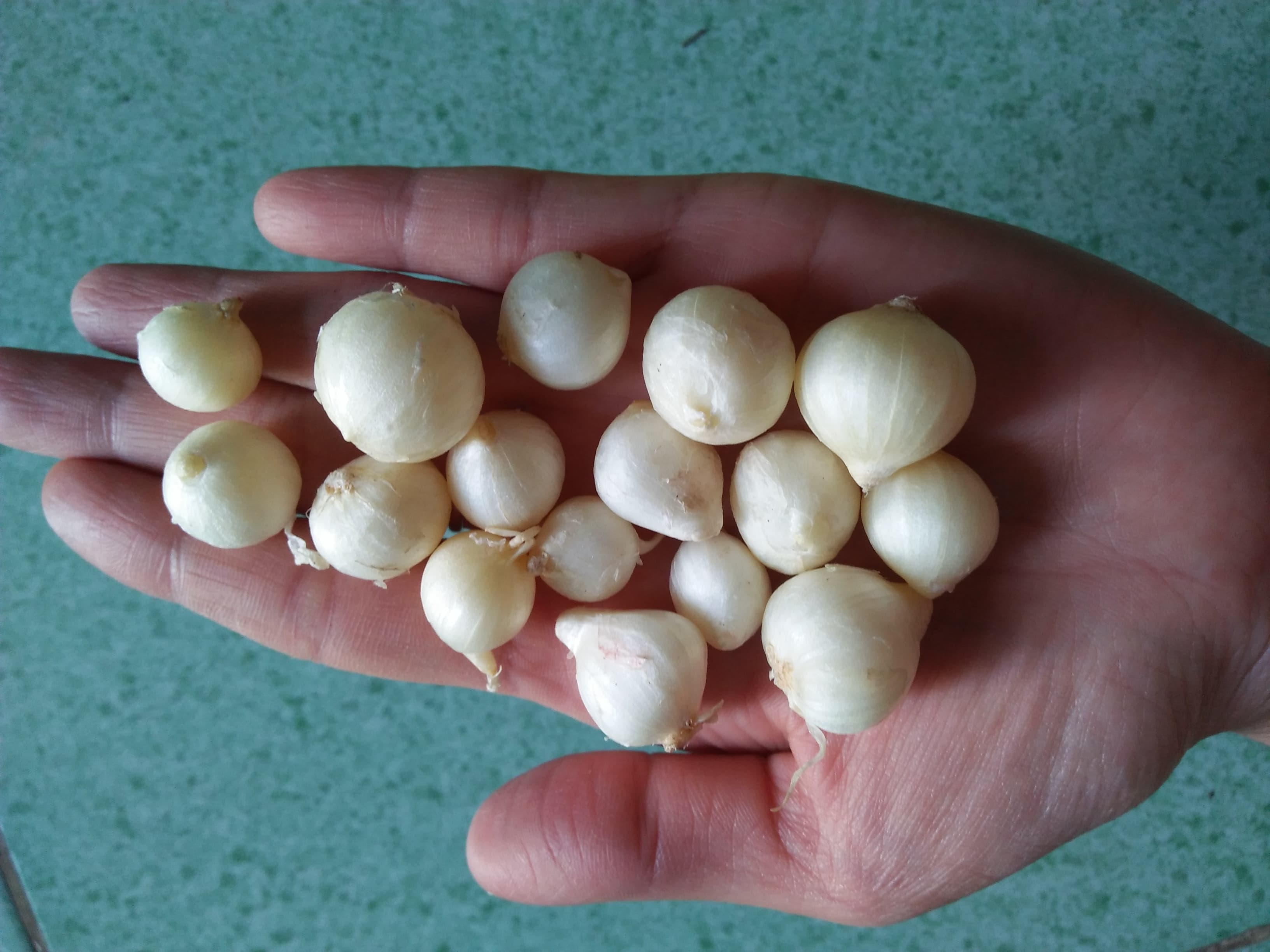 1kg HÀNH TĂM ( CỦ NÉN ) ĐÀ NẴNG ĐẢM BẢO CHẤT LƯỢNG CỦ TO Y HÌNH SHOP CHỤP