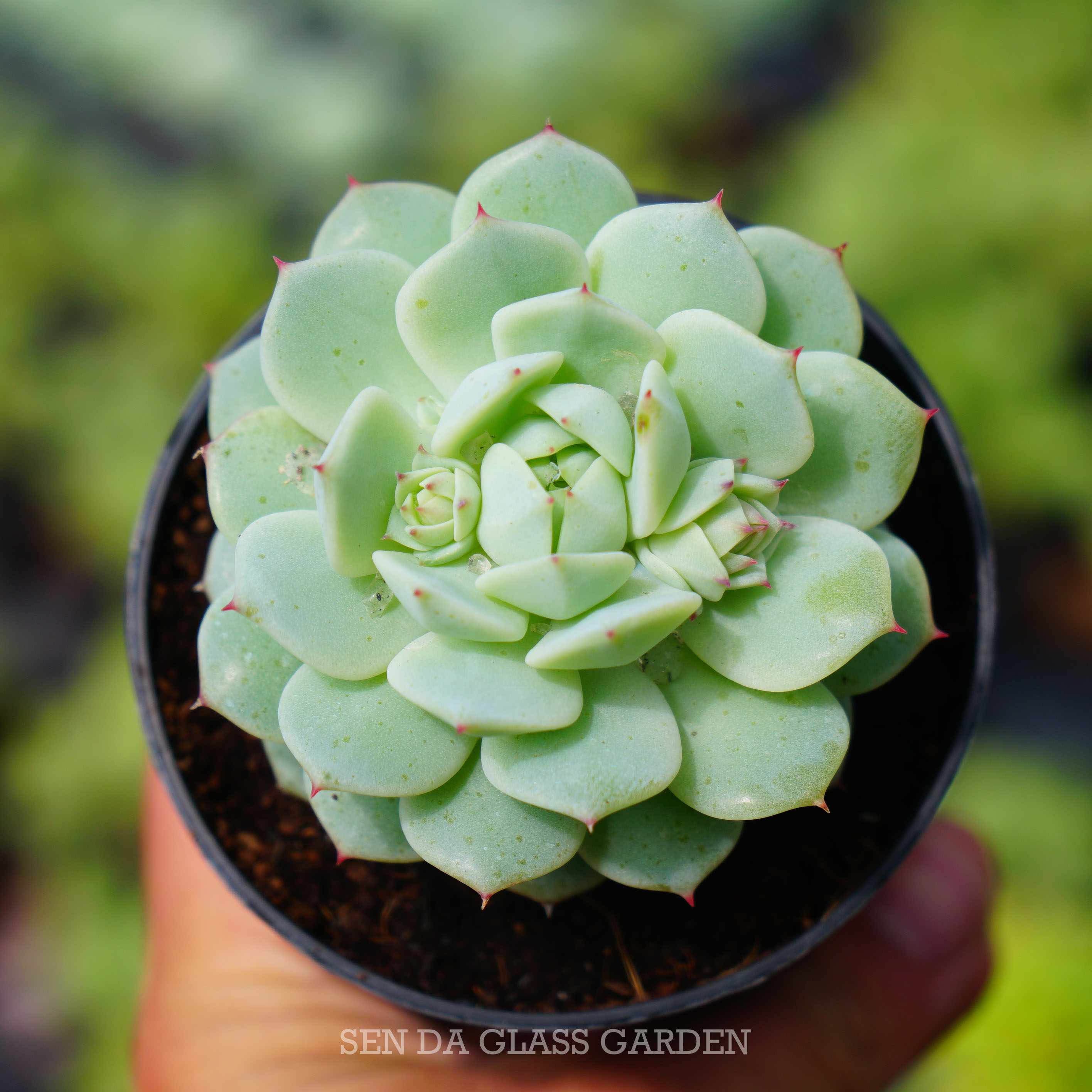 Sen đá Địa Cầu siêu cute 7cm, Hàng sen đá Đà Lạt, thuần khí hậu, lỗi 1 đổi 1