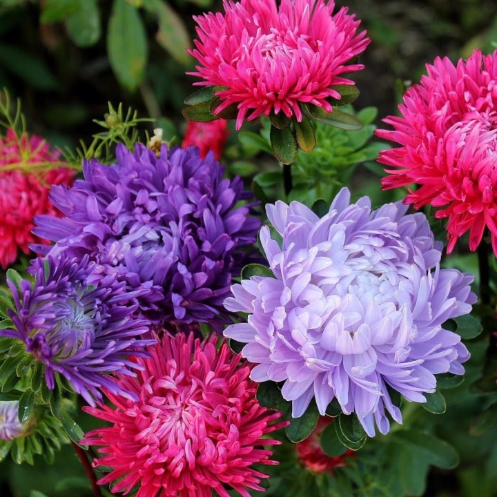 50H Hạt Giống Hoa Cúc Magic- Cúc Đài Loan - Mix Màu (Callistephus Chinensis)