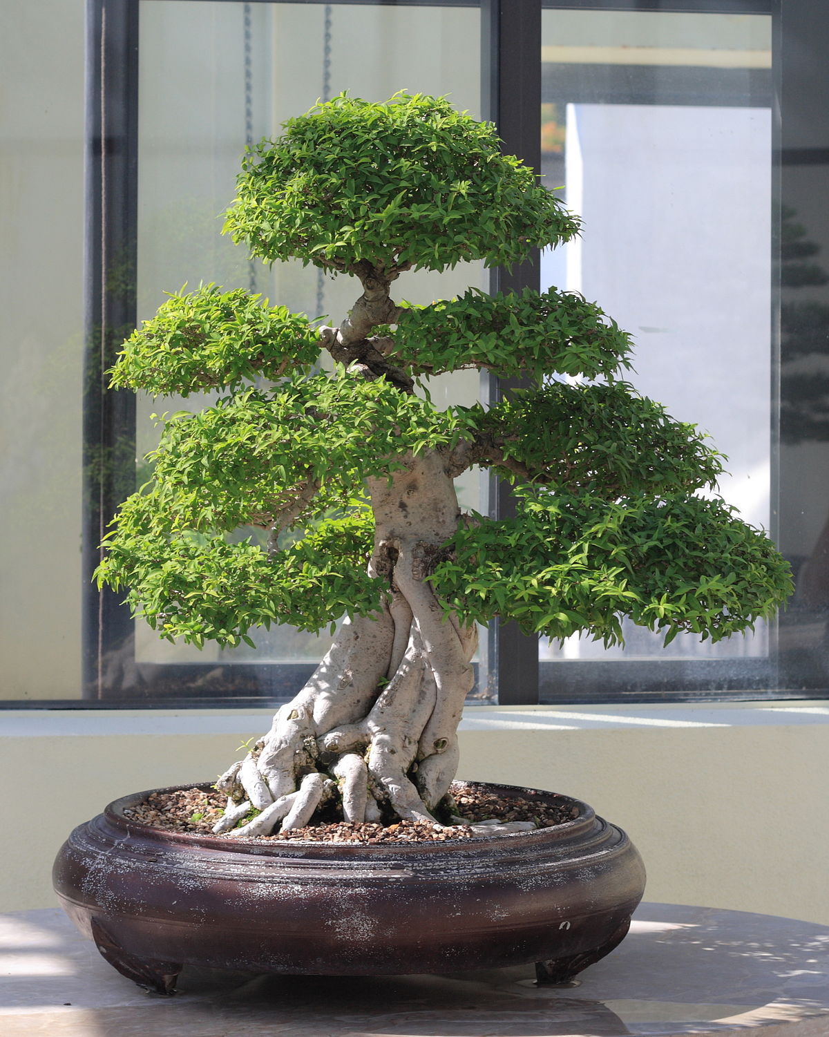 Cây mai chiếu thủy bonsai cây mang lại thịnh vượng , phú quý , cây bon sai thế cực đẹp