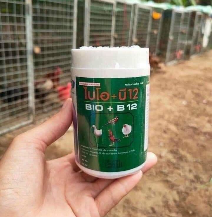Bio b12 úm gà cho con và phòng bệnh gà lớn