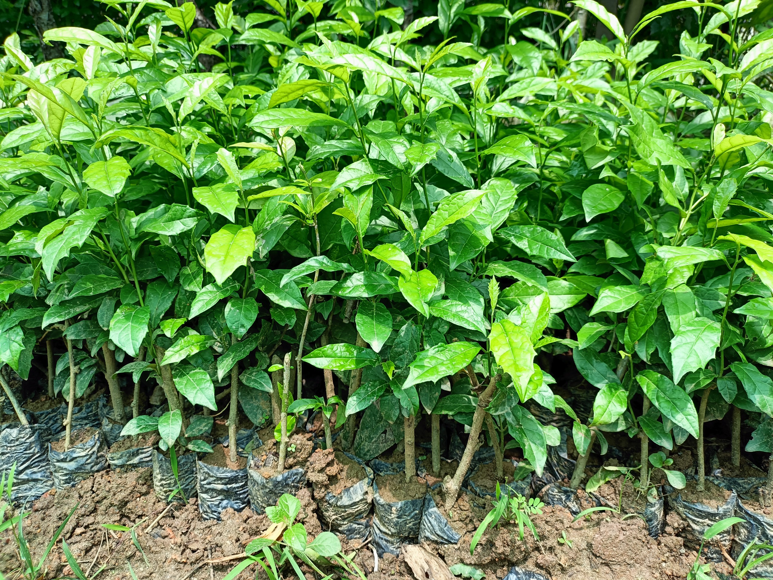 Combo 5 cây giống xạ đen