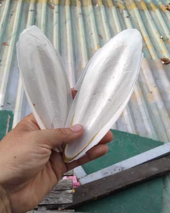 Combo 2 miếng nan mực size mini cho chim,vẹt,yến phụng,cu gáy...
