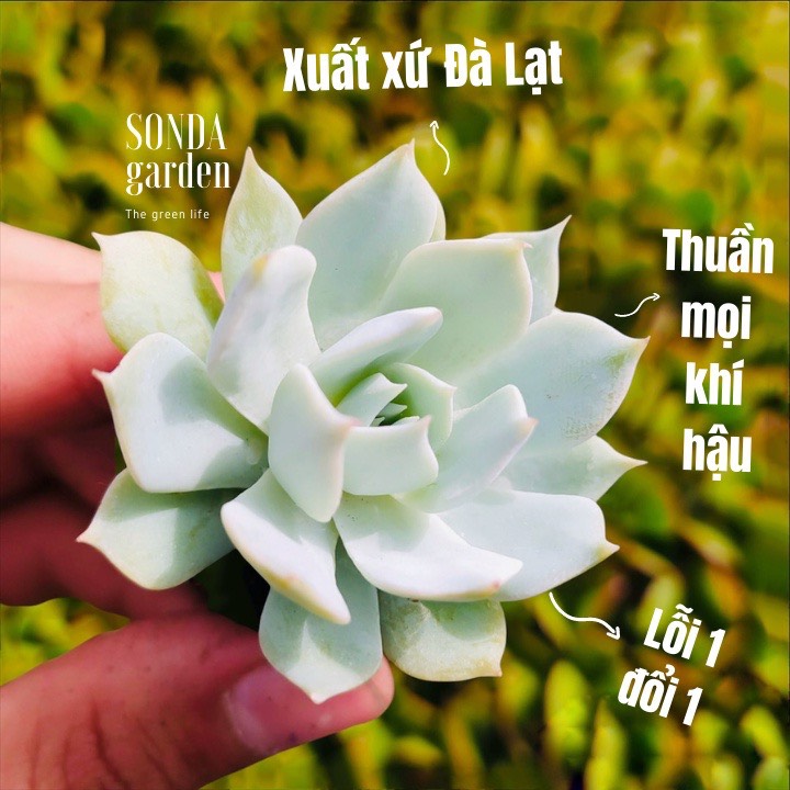 Sen đá ngọc tring size mini siêu khỏe đẹp lỗi 1 đổi 1