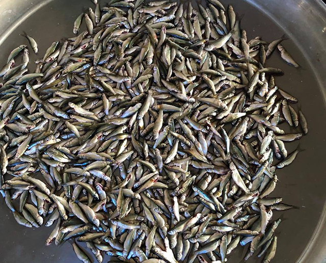 Cá linh non tươi ngon cấp đông 500gr (giao 2h tphcm)