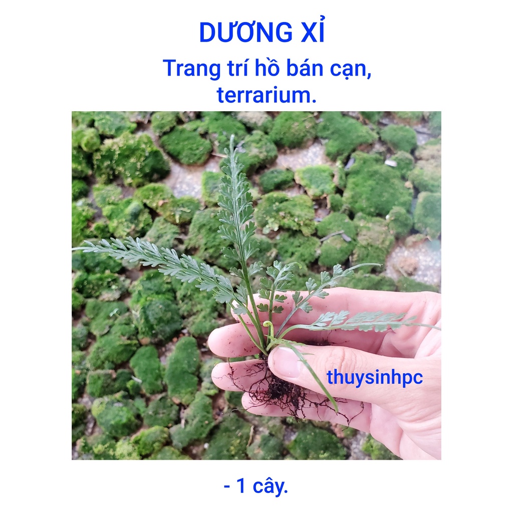 Dương xỉ trang trí hồ bán cạn terrarium