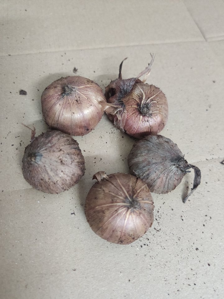 [HCM]combo 5 Củ  Khu Vườn Củ Giống Hoa Lay Ơn Cao Cấp .̣̣ ( 5 mau)