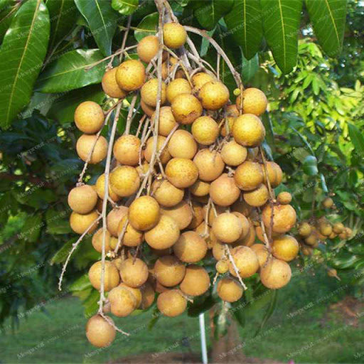 Cây nhãn lồng sớm hưng yên ghép, cây giống chuẩn, siêu quả, ngon ngọt