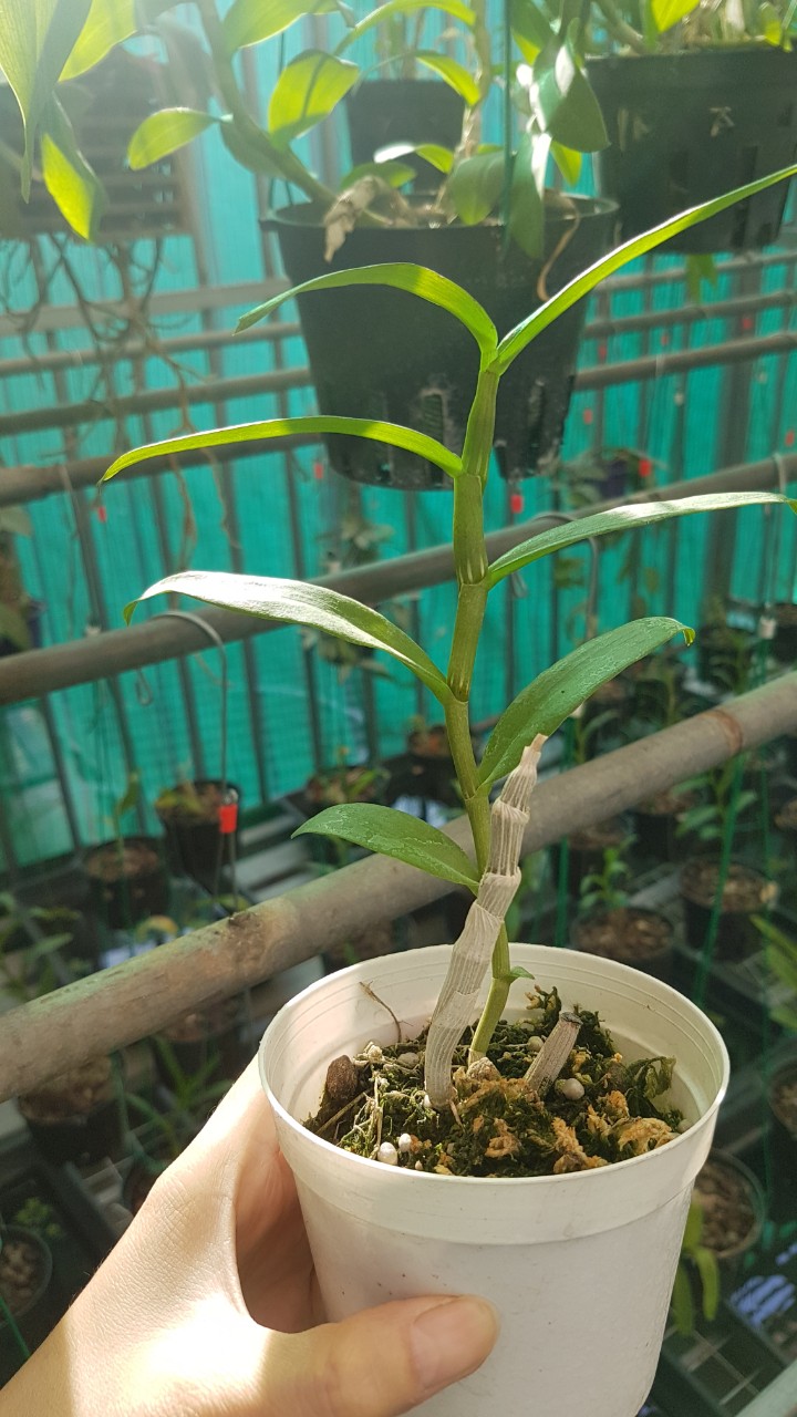 PHI ĐIỆP XỔ SỐ MẶT HOA ĐA DẠNG CỰC KHỎE TỪ 13-15CM CHO CÁC BÁC SƯU TẦM (hỗ trợ vc)