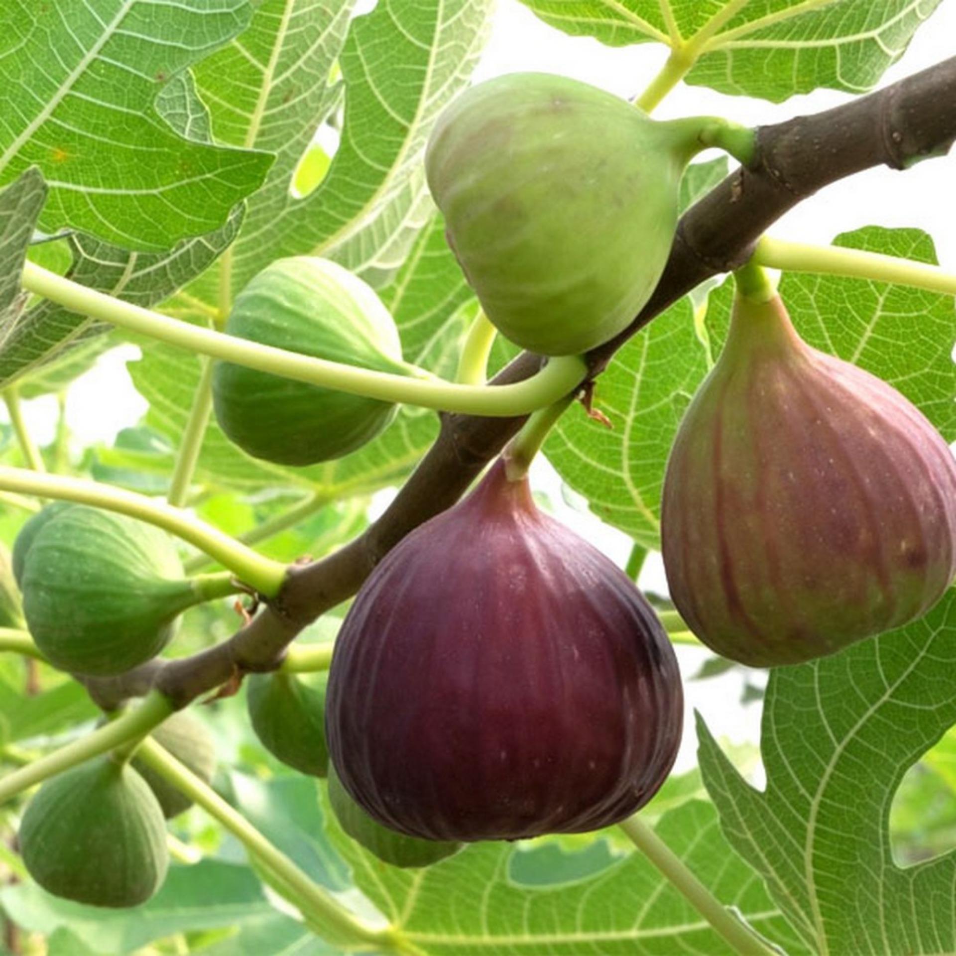 10 Hạt giống Sung Mỹ (ngọt) (tặng Kích nẩy mầm, Hướng dẫn ươm)