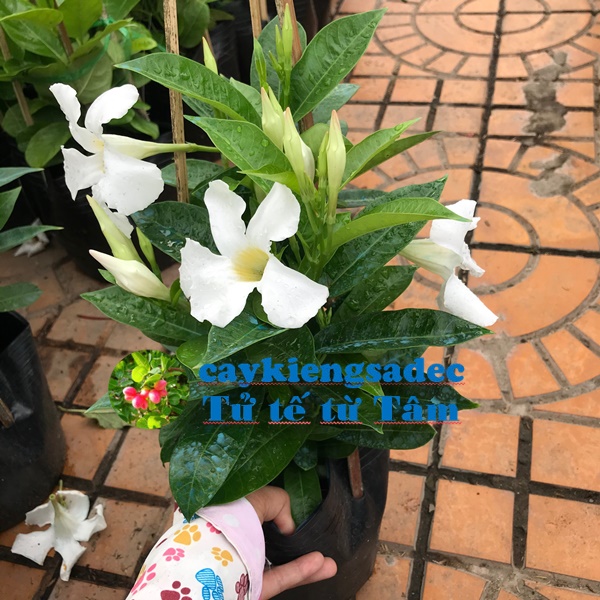 caykiengsadec - Hoa Hồng anh leo hoa trắng (hoa tuyết anh) - trang trí nội thất cảnh quan sân vườn ngoài trời - hoa kiểng lá