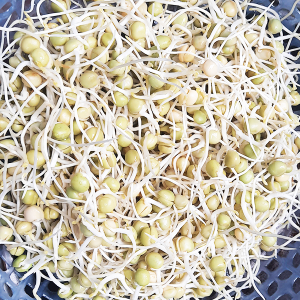 Đậu Hà Lan Siêu Nảy Mầm Nhập Khẩu Túi 1kg
