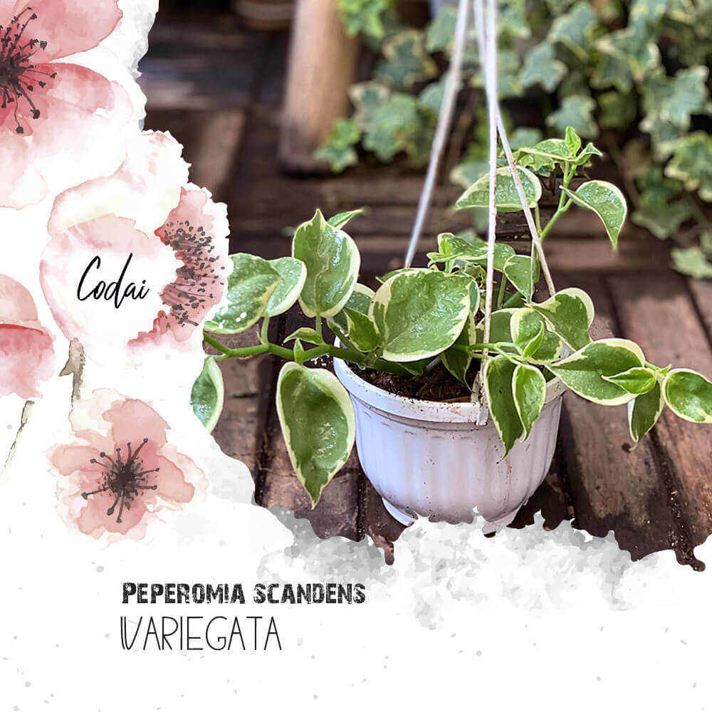 Cây Peperomia scandens Variegata chậu treo bí ngô