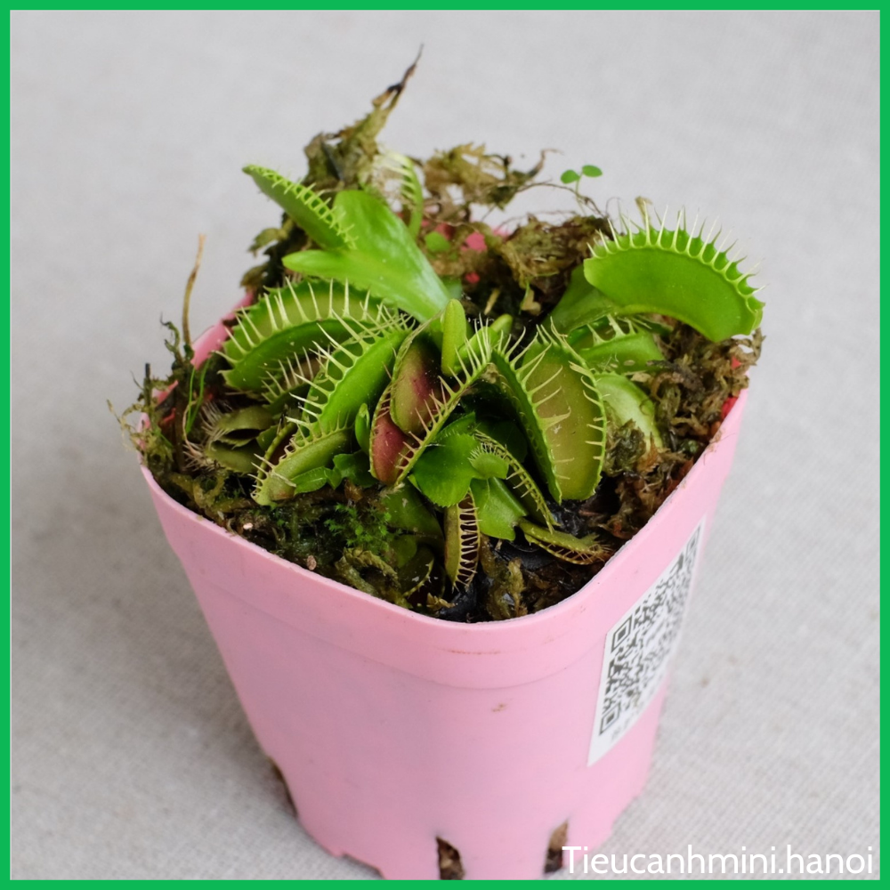 Cây Bẫy Kẹp Venus Flytrap - Cây bắt mồi, bắt côn trùng, cây ăn thịt, cây cảnh văn phòng