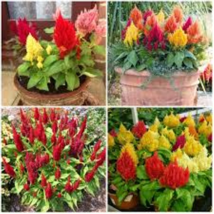 hạt giống hoa mào gà nhiều màu 100 hạt