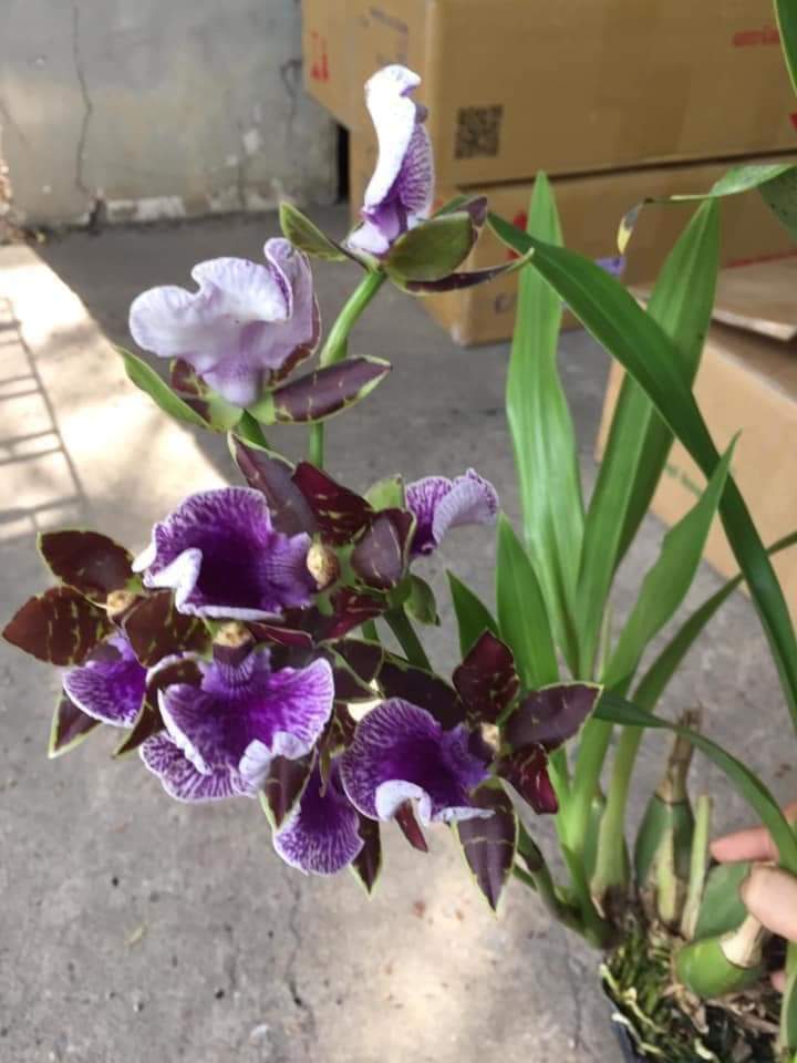 Cây giống vũ nữ hàm cá mập