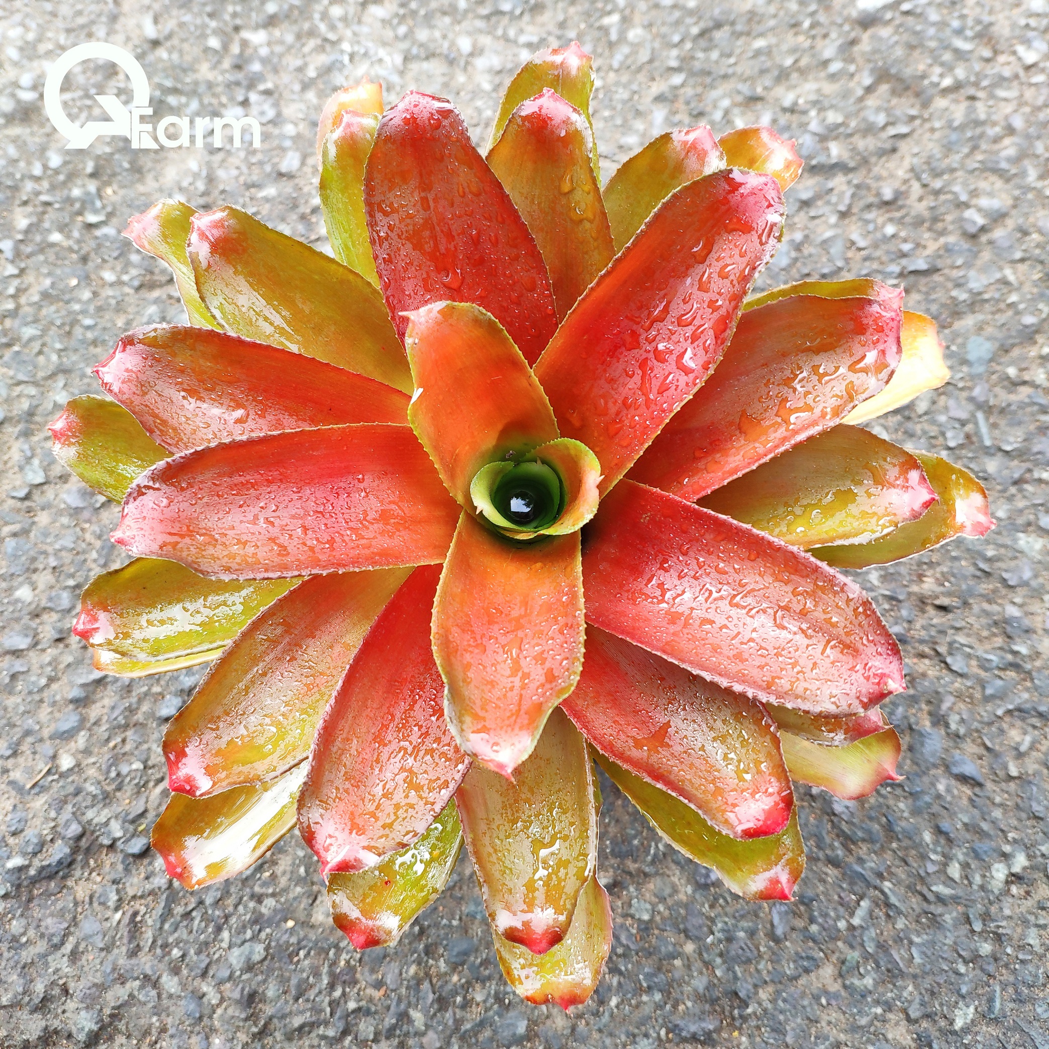 Dứa màu Nam Mỹ Neoregelia Meyendroffi