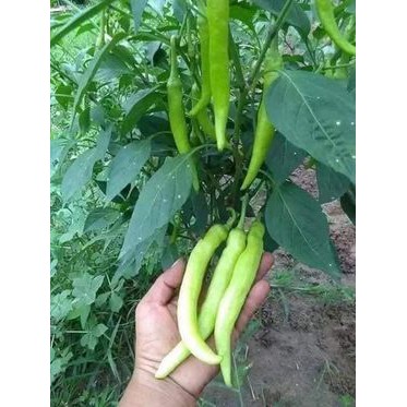 0.5gr - hạt giống ớt sừng trắng thái lan