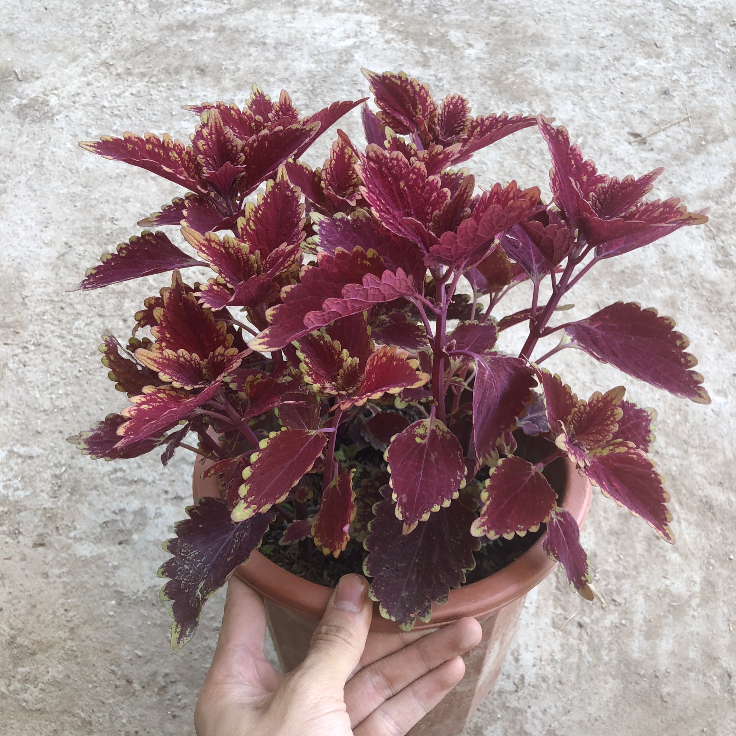 Cây lá gấm đỏ chậu to, chiều cao 25cm lá đỏ to đẹp bắt mắt dễ chăm sóc sức sống cực tốt thích hợp trang trí cảnh quan
