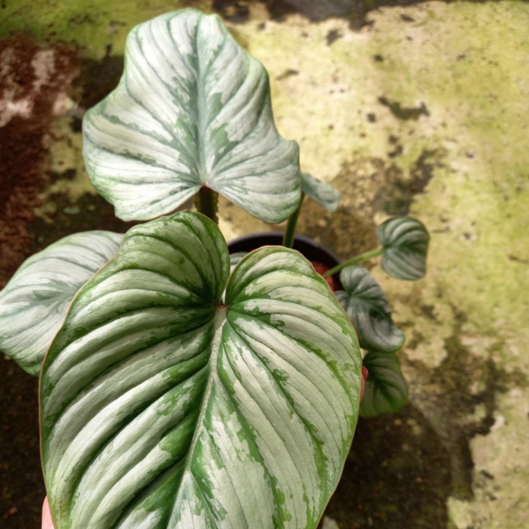 Philodendron Mamei - Silver cloud Trầu bà lá bạc