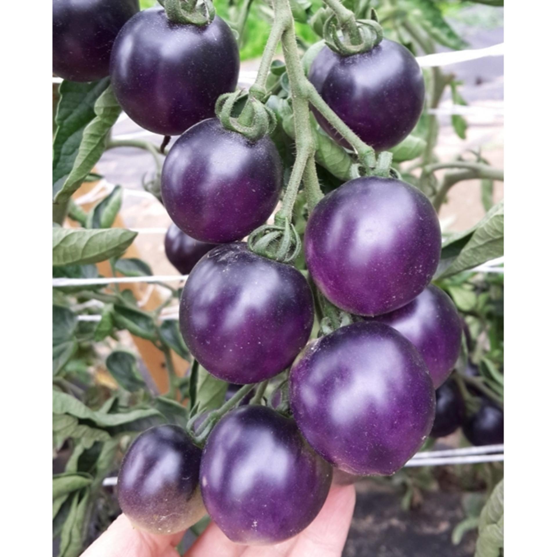 [HCM]Hạt giống cà chua tím cao cấp - Tặng hạt giống ngẫu nhiên